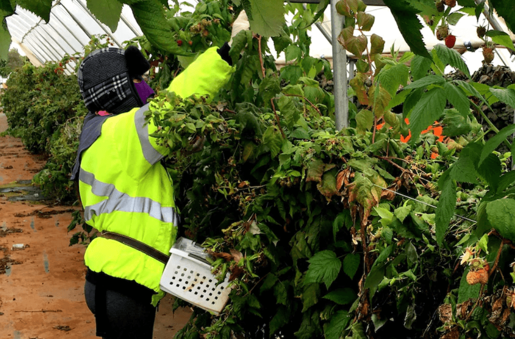 Farmers want more workers to rip off and underpay